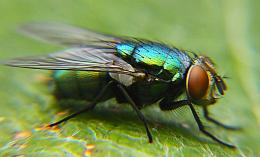 Green Bottle Fly